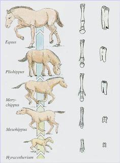 CZY KONIE ŻYŁY W CZASACH DINOZAURÓW?