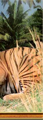 NIADANIE Rozpocz cie porannego safari w Rezerwacie Tygrysów Ranthambore. Rezerwat to doskonałe rodowisko ycia dla tygrysów.