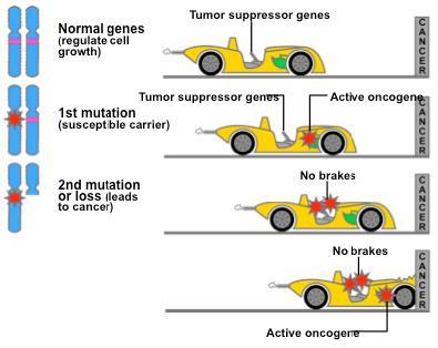 Choroby nowotworowe mają podłoże genetyczne Nowotwory grupa chorób, w których komórki dzielą się w sposób niekontrolowany i nie różnicują się w typowe komórki tkanki, z której pochodzą.