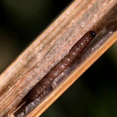 Wyrośnięta larwa Omacnicy