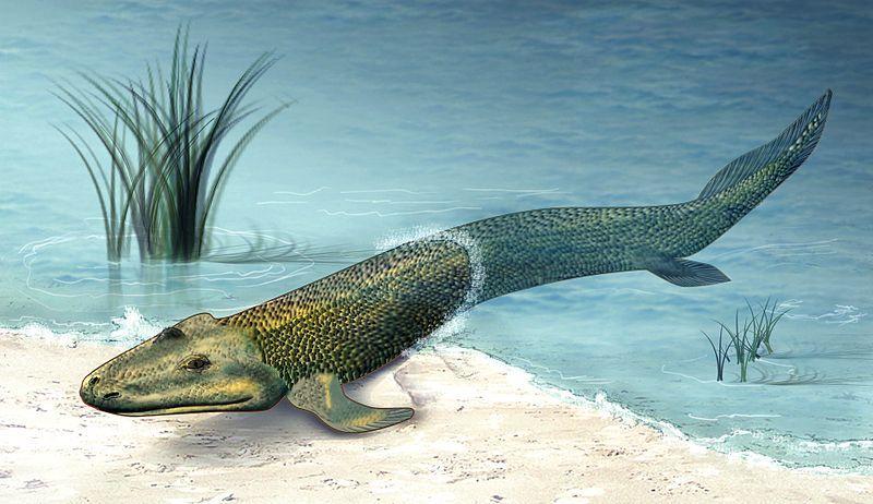 Tiktaalik Ogniwo pośrednie pomiędzy rybami, a płazami