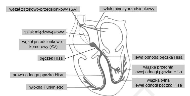 Zaburzenia pracy serca Zbudowany z wyspecjalizowanych włókien mięśniowych, inicjowanie i koordynacja