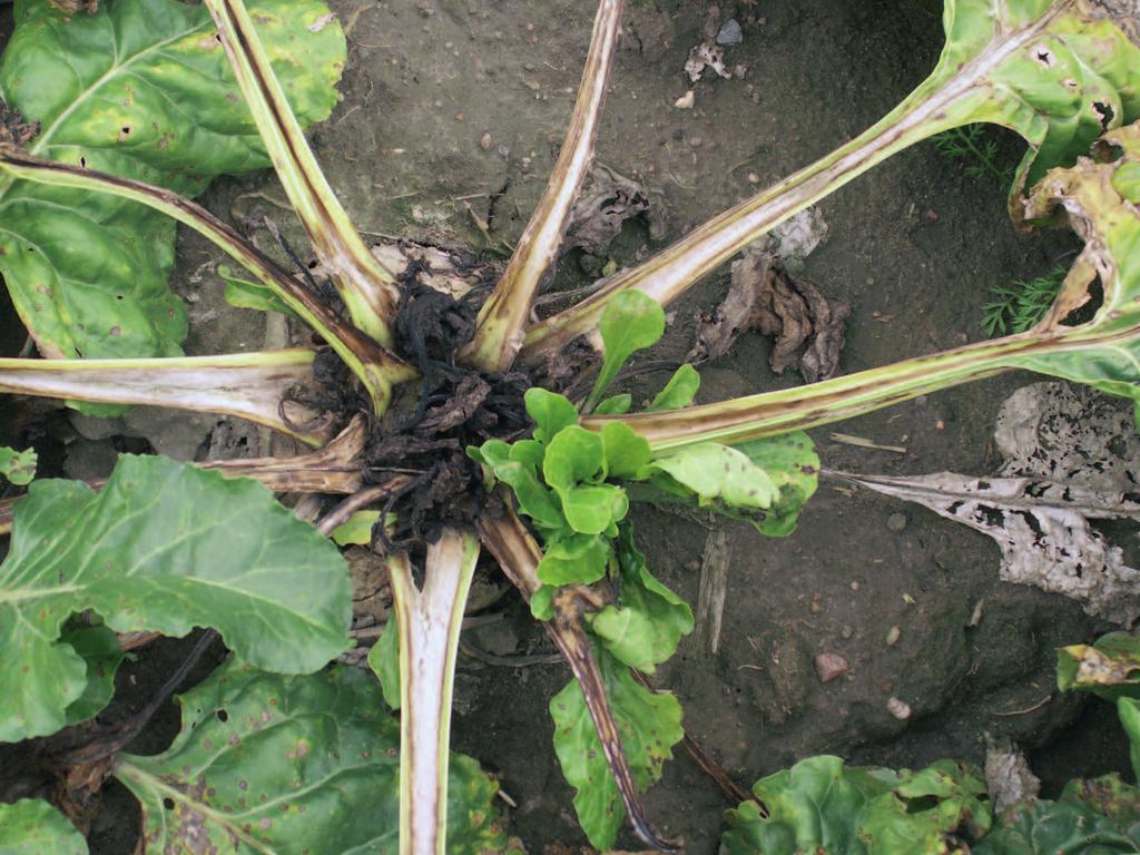 obserwuje się w przypadku azotu, potasu i boru oraz w warunkach uprawy na glebach kwaśnych. Jednostronne nawożenie azotem w uprawie buraka cukrowego ma wysoce negatywne skutki.