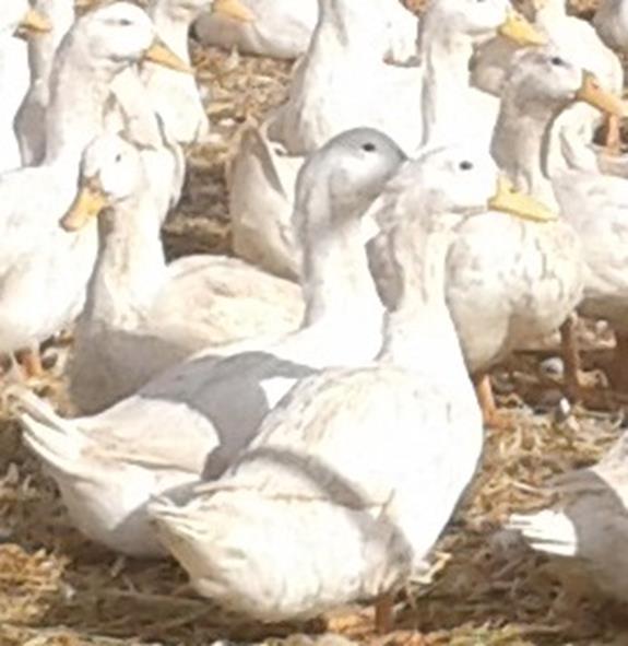 Fot. 3 Kaczki pekin angielski LsA Przeprowadzona w 2016 roku analiza zmienności cech użytkowych, reprodukcyjnych i jakości jaj wylęgowych hodowlanych populacji kaczek pekin duński (P-8), pekin