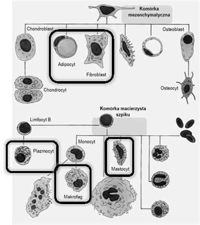 Komórki tkanki łącznej właściwej fibroblasty makrofagi komórki plazmatyczne komórki tuczne adipocyty
