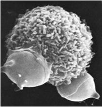 makrofagów: fosfataza kwaśna) Pochodzenie: monocyty Makrofagi - prezentują limfocytom antygeny w