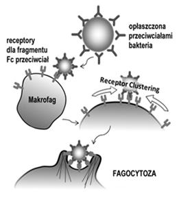 obronnych (cytokiny: interleukiny, interferon, TGF, TNF) czynniki antybakteryjne (wolne rodniki,