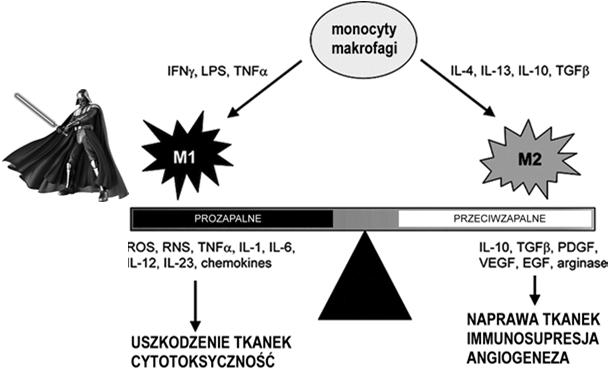 M1 prozapalne M2 przeciwzapalne Makrofagi niejednorodna populacja: aktywacja: