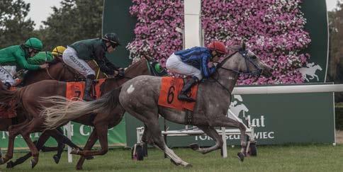 Winner with seven length in front, the six year old colt SALAM al Khalediah (Nashwan al Khalediah x Queshe du Paon by