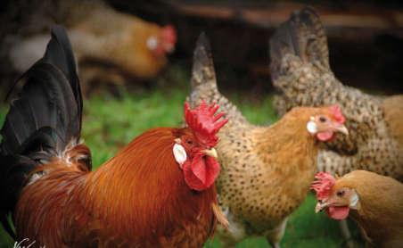 Fot. 4. Kogut i kury rasy Buttercup La siciliana coronata, odmiana złota kreskowana Phot. 4. Buttercup rooster and hens La siciliana coronata of the golden dashed variety (http://www.feathersite.
