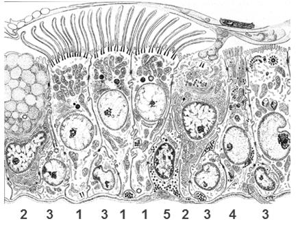 warstwa płynu (hypofaza) komórki z rzęskami (1) komórki kubkowe (2) komórki
