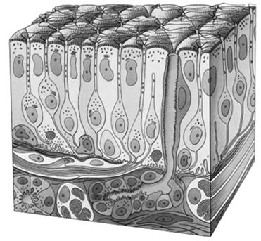 podporowych) i neuralne komórki macierzyste (dla komórek węchowych) rzęski Komórka węchowa Jak to działa