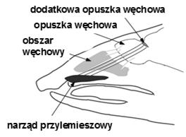 Narząd przylemieszowy (Jacobsona) rurkowate wpuklenia błony śluzowej w pobliżu przegrody nosowej