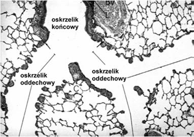 wdychanych trucizn i substancji rakotwórczych