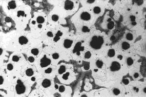 Żeliwo Liczba wydzieleń na 1 mm 2 zgładu NA, mm-2 Objętość względna Twardość, HB Rm, MPa ARCHIWUM ODLEWNICTWA Skład chemiczny żeliwa przedstawia tabela 1, a mikrostrukturę rys. 1. Tabela 1.