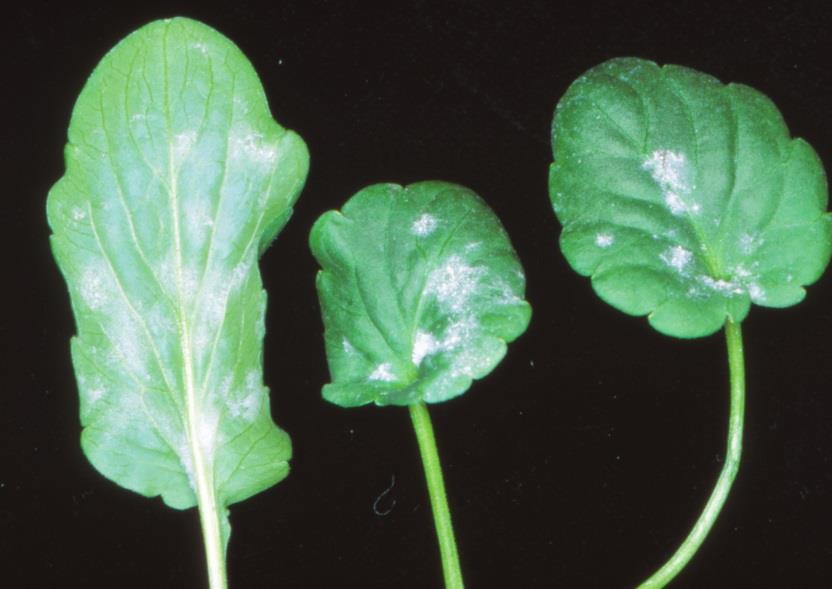 Fungicydy można stosować przemiennie ze stymulatorami wzrostu roślin lub nawozami dolistnymi