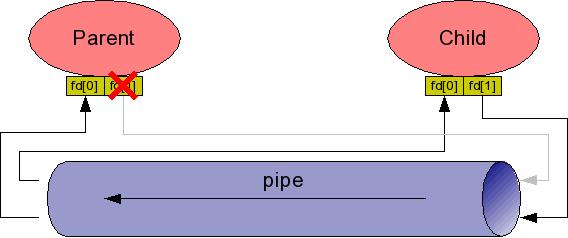 Potoki: funkcja pipe Funkcja pipe() tworzy tzw. anonimowy potok, dostepny w postaci dwóch otwartych i gotowych do pracy deskryptorów: #include <stdio.h> #include <unistd.h> #include <sys/types.