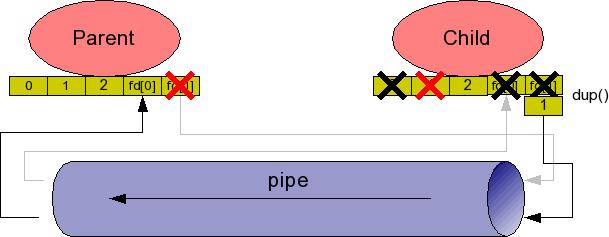 Potoki: przekierowanie standardowego wyjścia #include <stdlib.h> #include <stdio.h> #include <unistd.h> #include <sys/types.h> #include <sys/wait.