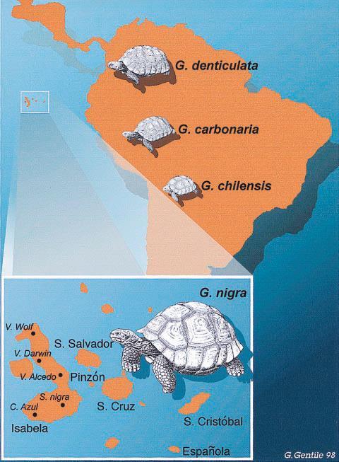 Caccone i