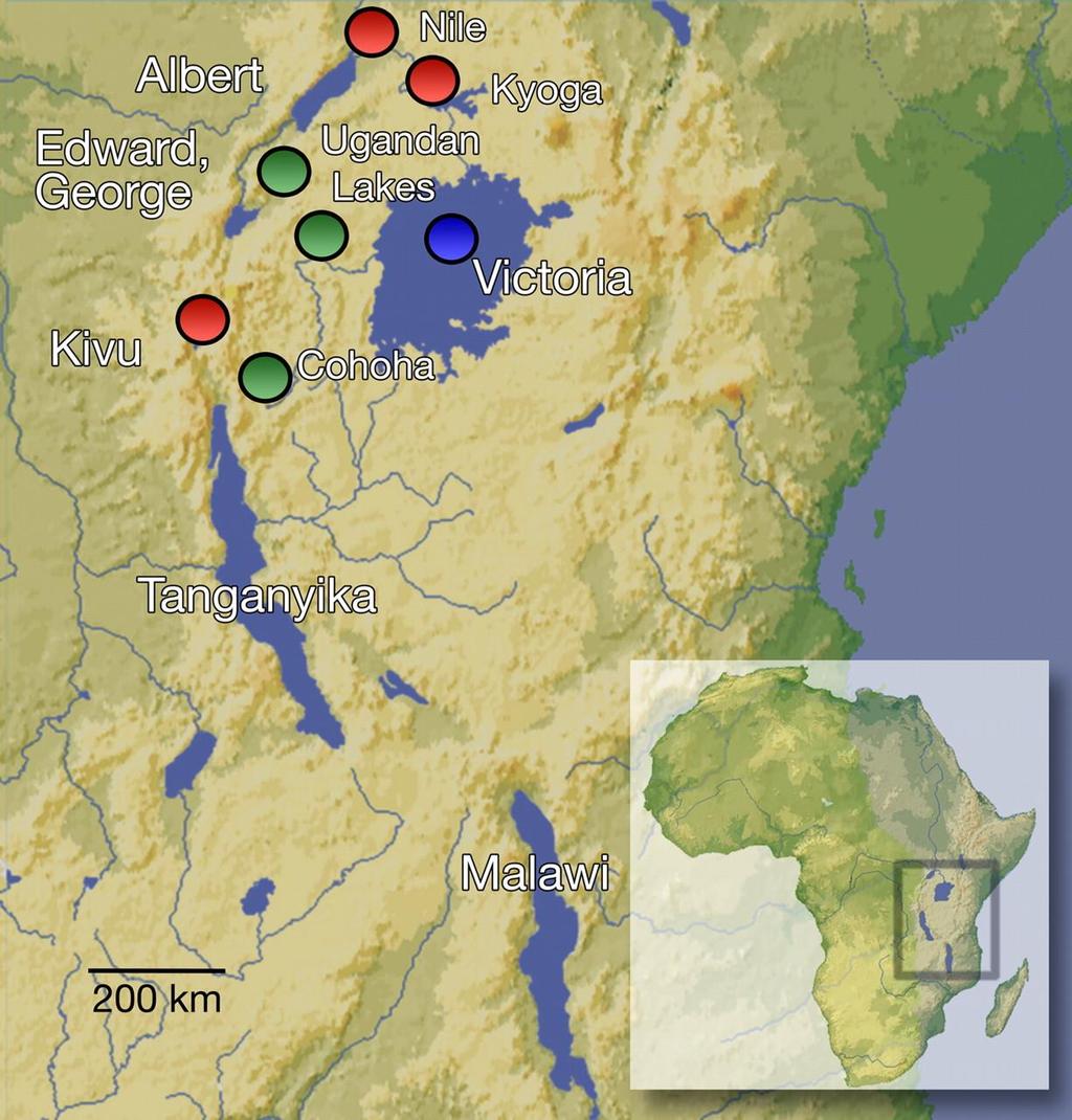 Wielkie Jeziora Afryki Tanganika, Malawi, Wiktoria Tanganika gł.