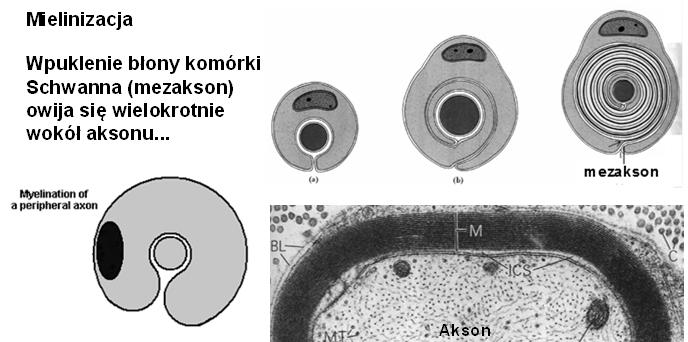 mielinową ma nierównomiernie rozmieszczone kanały sodowe i przewodzi bodźce w formie