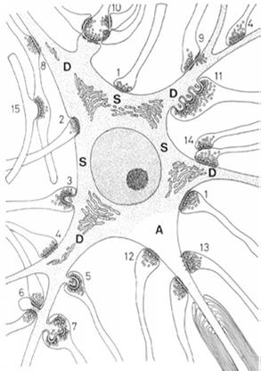 neuroprzekaźnik mitochondria kanały wapniowe błona presynaptyczna i strefa aktywna Szczelina synaptyczna: kadheryny łączące błony prei