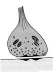 (wolniejsza reakcja) Charakter chemiczny Nazwa Typ synaps Działanie synaps* estry acetylocholina jonotropowe, aminy biogenne aminokwasy