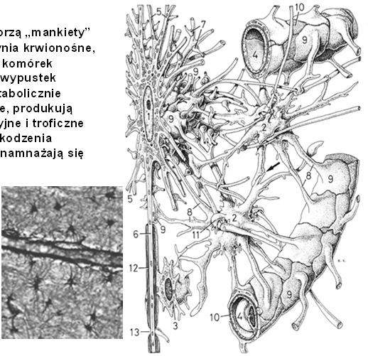 (neuroprzekaźniki dyfundują przez istotę międzykomórkową) Komórki neurogleju: