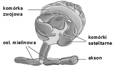 komórki nerwowe (zwojowe), glejowe komórki