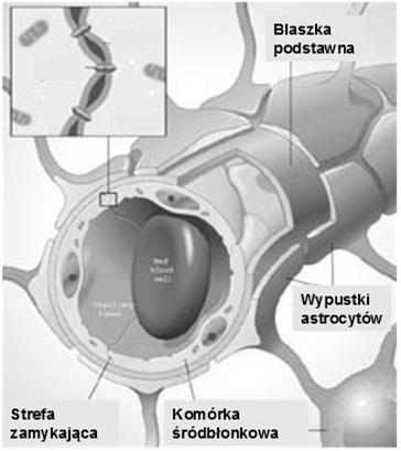 progenitorowe neuroblasty k.