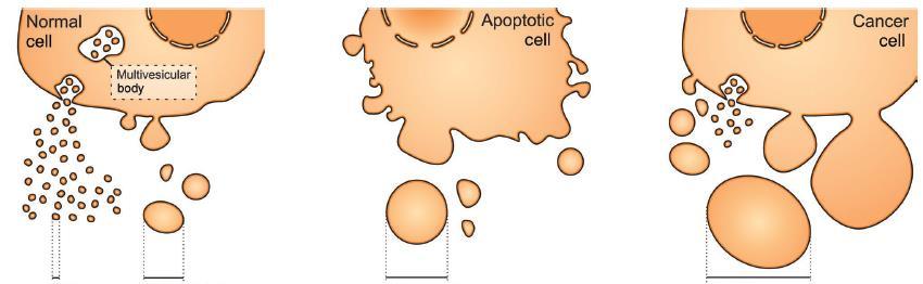 Komórka prawidłowa Komórka apoptotyczna Komórka nowotworowa MVBs Egzosomy Ektosomy 30-120 nm 50 nm - 1 µm Ciałka apoptotyczne 50 nm - 2 µm Onkosomy 1-2 µm Rycina 6.