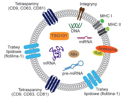 Progresja nowotworów Transfer receptorów i enzymów Aktywność pro-angiogenna Prezentowanie antygenów Transfer czynników morfogennych Horyzontalny transfer materiału genetycznego Przenoszenie patogenów