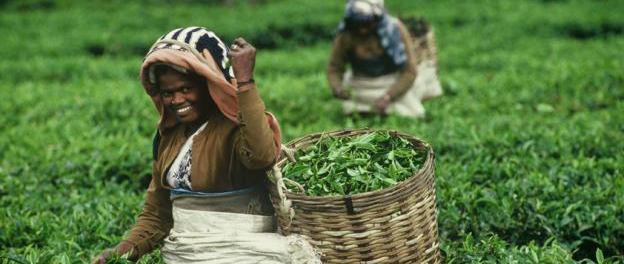 przepełnia łaska Transfer z Peradeniya do plantacji herbaty Sri Lanka, herbata i turystyka to słowa, których nie można oddzielić.