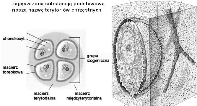 podstawowa bogata w siarczany chondroityny chondrocyty występują pojedynczo lub w