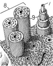 kilka mm do 2 cm 5-15 blaszek kostnych otoczony cienką warstwą