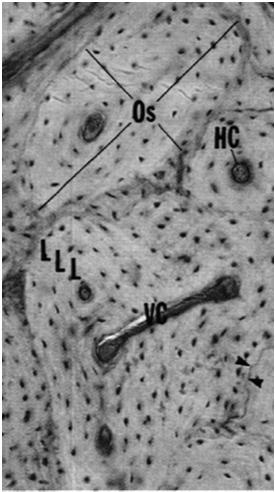 kostne nie przechodzą do sasiedniego osteonu zawartość kanału