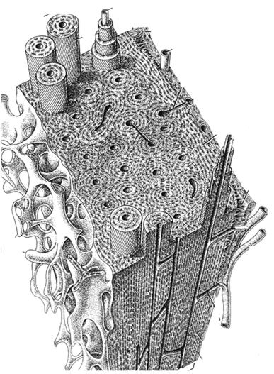 substancja międzykomórkowa z równoległym układem włókien