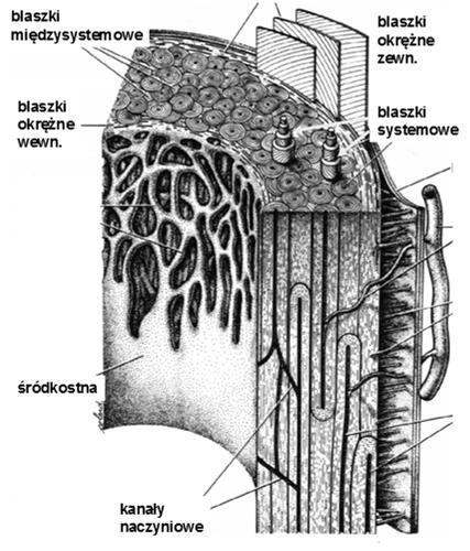 Typy blaszek kostnych w trzonie kości długiej: systemowe międzysystemowe okrężne -zewnętrzne
