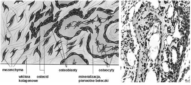 barkowej, mostka, łopatek, kręgów) Kostnienie (osteogeneza) Kostnienie na podłożu