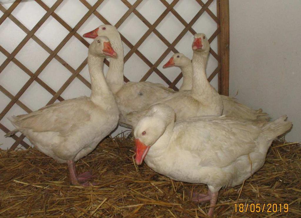 Masa ciała 3 mieś. gąsiorów wynosi ok. 4,5 kg, a gęsi ok. 4,0 kg. Nieśność 34 46 jaj. Kaczki pomniejszone (K-2) Fot. Zdzisław Jakubanis Wyhodowane w latach 70.
