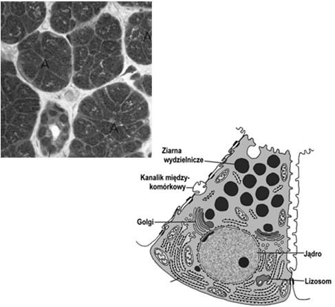 łączna, przewody wyprowadzające, naczynia, nerwy enzymy - amylaza