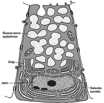pęcherzykowe Pęcherzyk surowiczy: komórki wydzielnicze (surowicze =