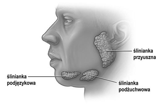 Anatomiczne typy ślinianek Przewód główny: nabłonek