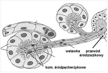 Przewody wyprowadzające: wstawki (nabłonek płaski do niskiego