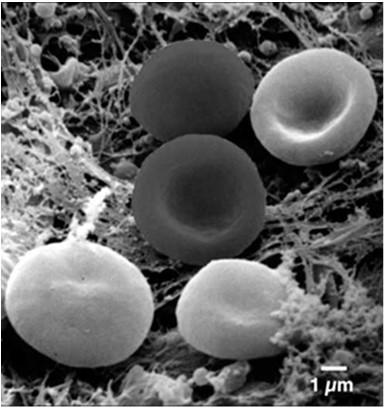 BIOLOGICZNEGO DO BADAŃ W MIKROSKOPIE