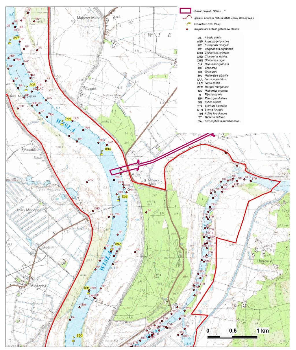 55 Rys. 12 Miejsca stwierdzeń lęgowych gatunków ptaków na terenie obszaru Natura 2000 Dolina Dolnej Wisły PLB040003 w rejonie obszaru projektu Planu.