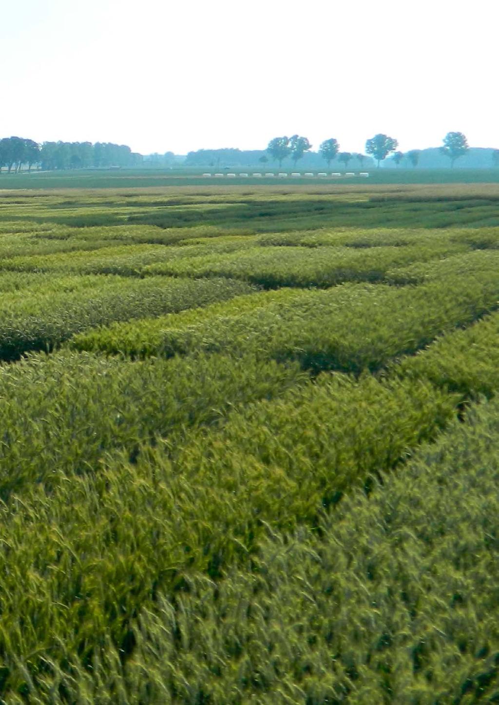 Nowa odmiana żyta populacyjnego, charakteryzująca się bardzo wysokim poziomem plonowania, zarówno na średnio intensywnym jak i intensywnym poziomie agrotechniki.