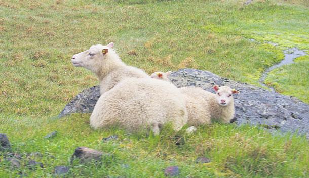 Flestir þeir sem sækja svæðið heim eiga leið um og dvelja stutt, eina eða tvær nætur. Flestir til í að heimsækja svæðið aftur Um 90% þátttakenda kváðust hafa Mynd / HKr.