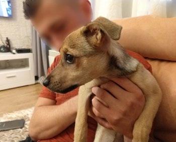 Jak wynika z ustaleń, 46-letni mieszkaniec powiatu tarnogórskiego kierujący seatem leonem, na jezdni potracił 24-letniego tarnogórzanina.