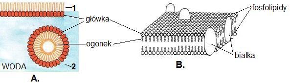 Zadanie 4. (3 pkt) Schemat A ilustruje dwa sposoby (1 i 2) uporządkowania cząsteczek fosfolipidów w wodzie, wynikające z ich szczególnych właściwości fizyczno-chemicznych.